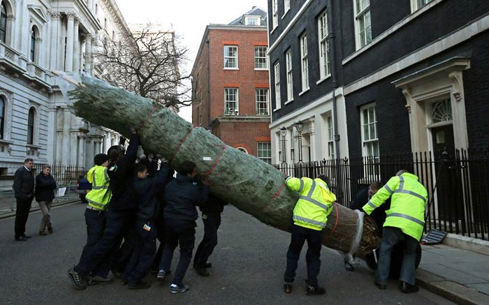 Рабочие устанавливают елку на Даунинг-Стрит