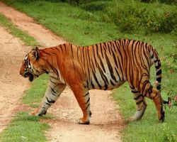 тигры в Индии