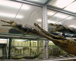 музей крокодилов в Асуане