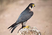 сапсан (Falco peregrinus)