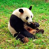 Панда