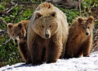 медведи Камчатки