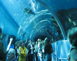 гигантский аквариум стал доступен для отдыхающих в Турции