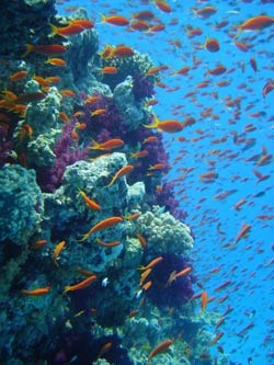 экосистема Большого барьерного рифа
