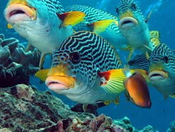 подводный мир Большого барьерного рифа