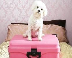 гостиница для животных в Австралии